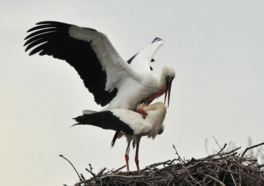 Storks pairing