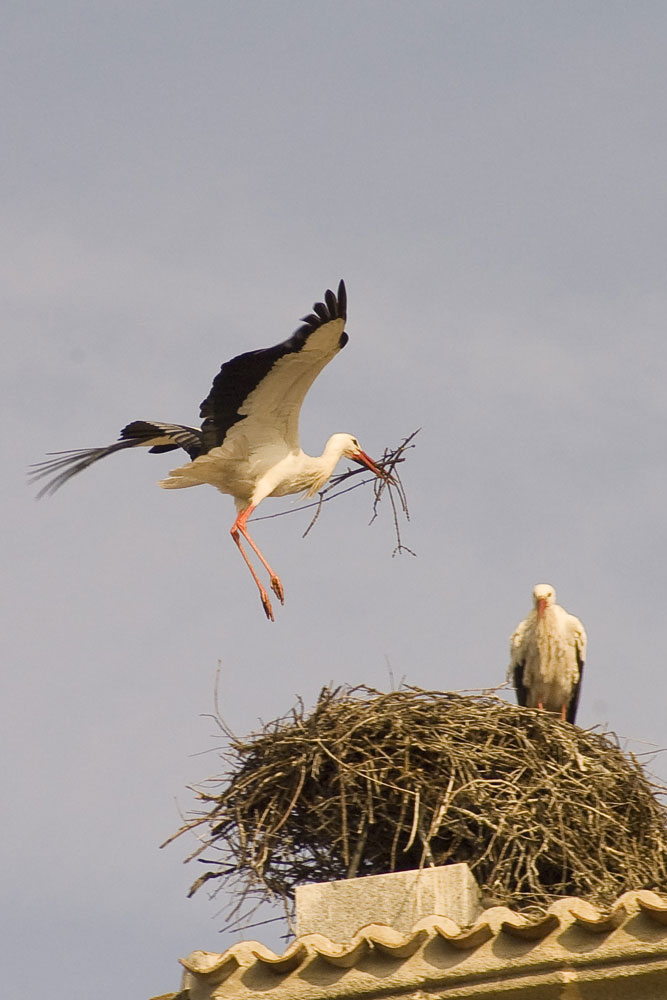Making the stork nest